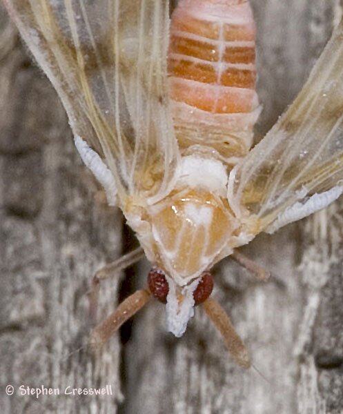 Anotia bonnetii, Derbid Planthopper, dorsal image