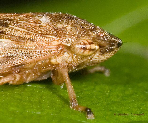 Aphrophora quadrinotata, Spittlebug, lateral of head and thorax