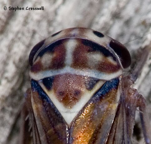 Balcanocerus fitchi, Leafhopper head and pronotum