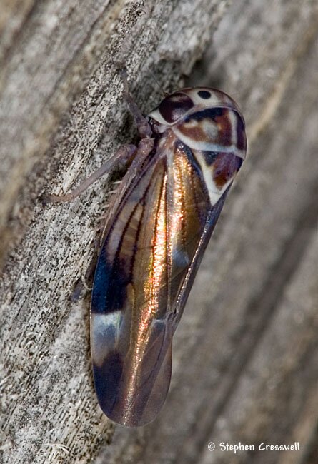Balcanocerus fitchi, Leafhopper lateral view
