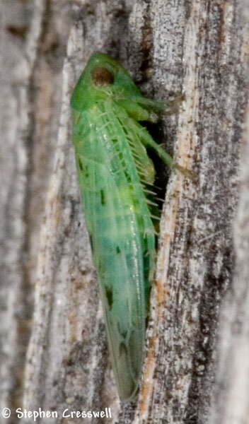 Balclutha impicta, Leafhopper, lateral photo