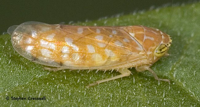 Bandara sp., Deltocephaline Leafhopper, lateral view