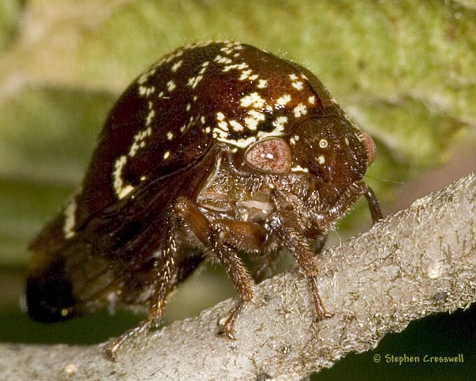 Carynota marmorata, Treehopper photo