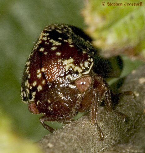 Carynota marmorata, Treehopper face