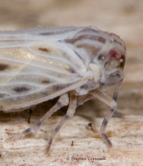 Cedusa maculata, Planthopper photo