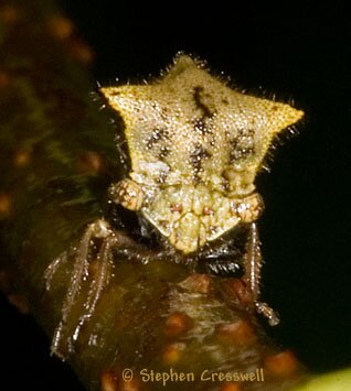 Ceresa diceros, Two-Horned Planthopper, face