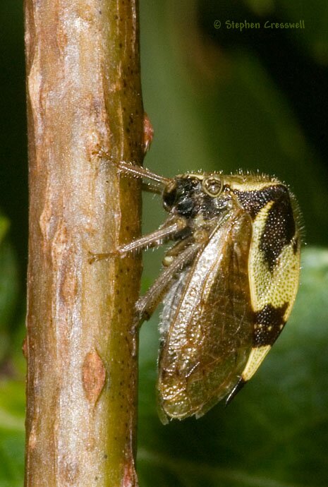 Two-Horned Planthopper, Ceresa diceros lateral photo