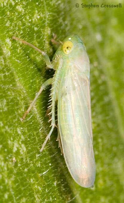 Lateral view, Chlorotettix sp., Leafhopper