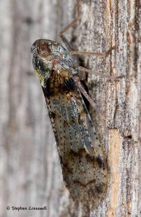 Planthopper, compare Cixius pini