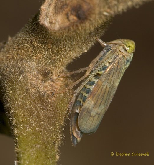 Lateral view, Coelidia olitoria Leafhopper