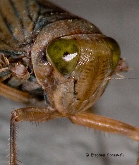 Leafhopper face, Coelidia olitoria