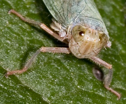 Face, Coelidia olitoria Leafhopper photo