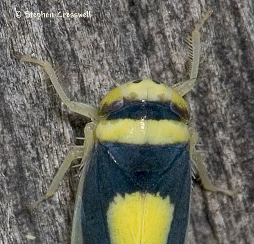 Colladonus clitellarius, Vertex and Pronotum