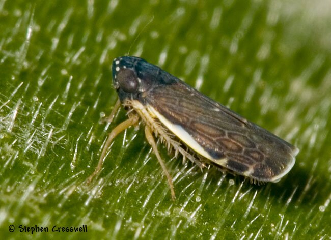 Lateral image, Deltocephalus flavocostatus