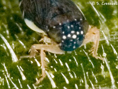 Face, Deltocephalus flavocostatus image