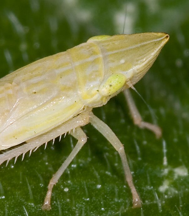 Draeculacephala leafhopper, head of a nymph