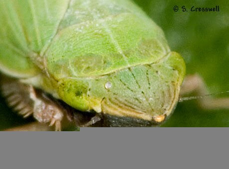 Face, Draeculacephala zeae photo