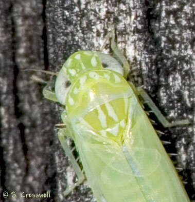 Empoasca sp., Typhlocybine Leafhopper