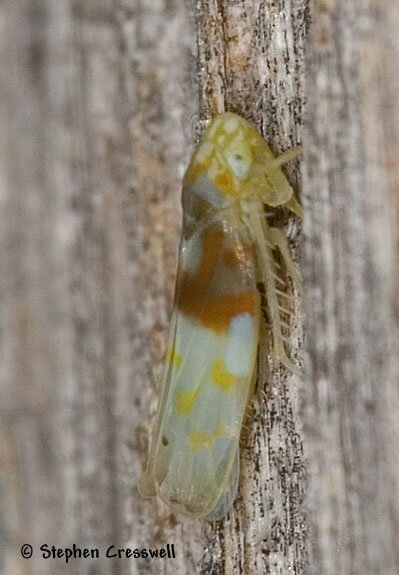 Erythroneura affinis, Leafhopper, lateral view