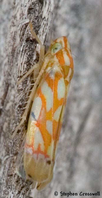 Erythroneura beameri, Leafhopper, lateral photo