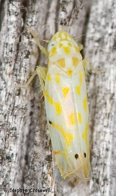 Erythroneura delicata, Leafhopper photo