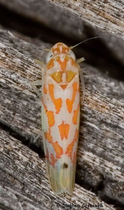Erythroneura sp., Leafhopper