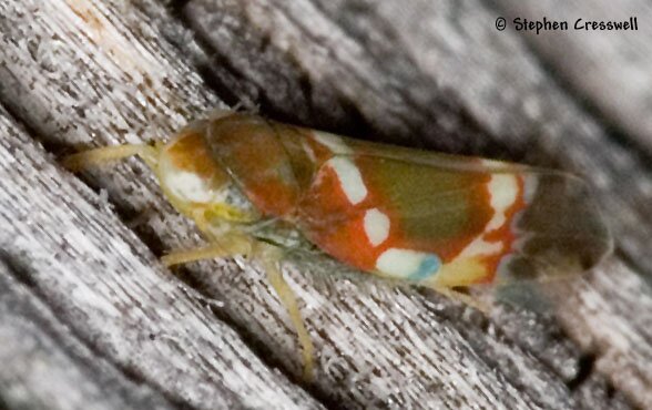 Grapevine Leafhopper, Erythroneura vitis, lateral view