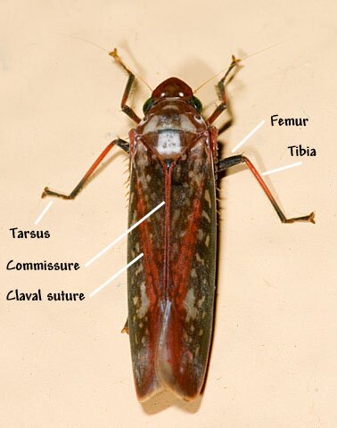 Leafhopper Anatomy, dorsal