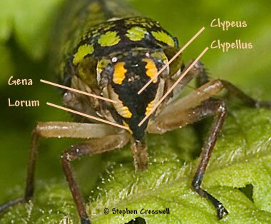 Leafhopper anatomy, face