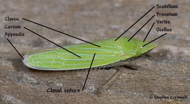 Leafhopper Anatomy, Lateral view