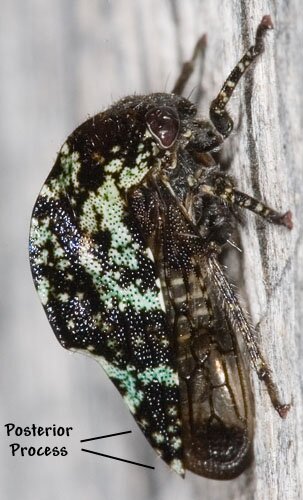 Treehopper, posterior process