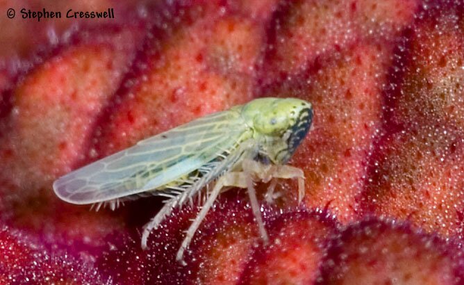 Lateral view, Graminella nigrifrons, Black-Faced Leafhopper