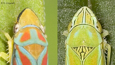 Graphocephala head, Leafhoppers