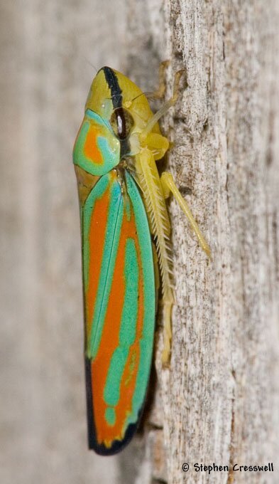 Graphocephala coccinea, Leafhopper lateral photo