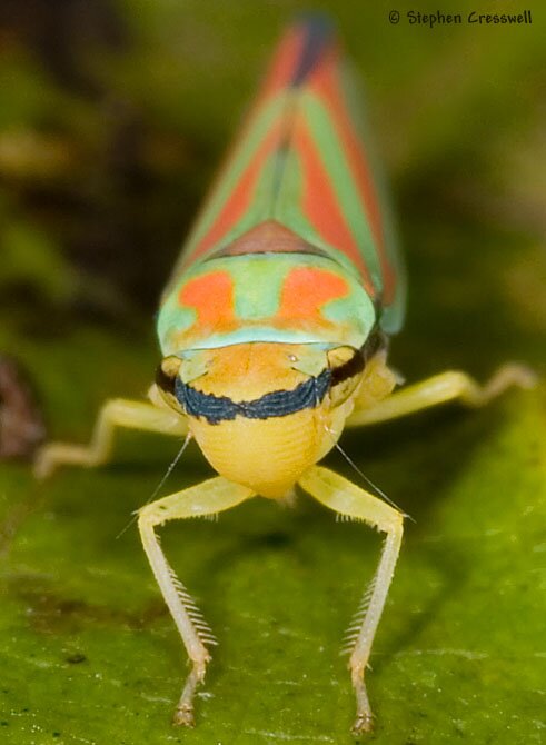 Graphocephala coccinea, Leafhopper face