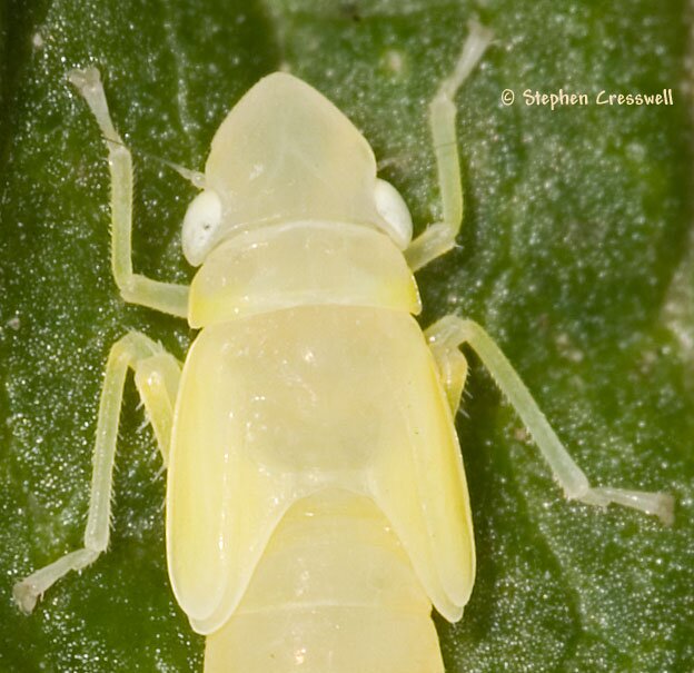 Graphocephala leafhopper nymph