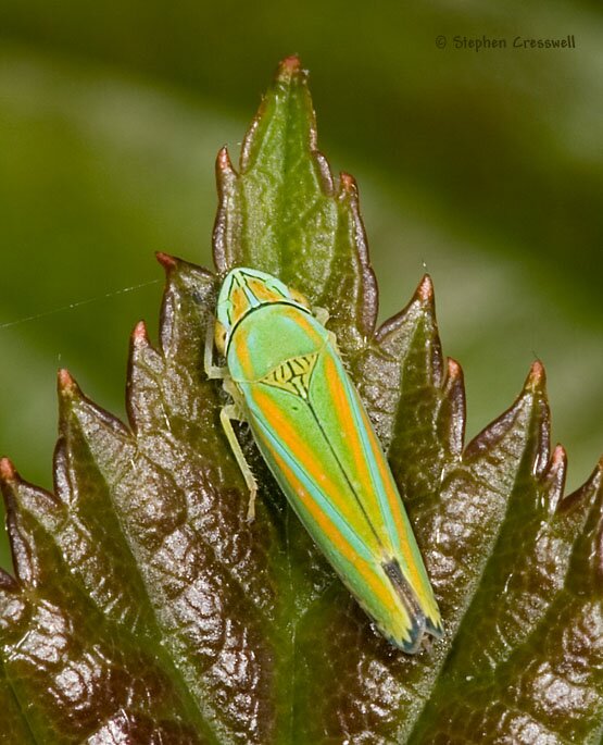 Graphocephala versuta dorsal view, Leafhopper
