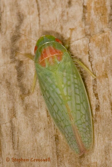 Male Gyponana octolineata, Leafhopper