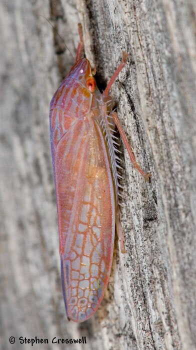 Gyponana octolineata, Leafhopper, lateral photo