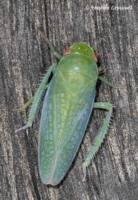 Leafhopper in genus Gyponana