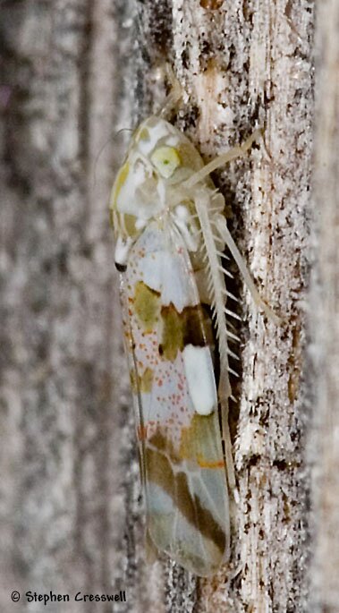 Hymetta anthisma, Leafhopper, lateral photo