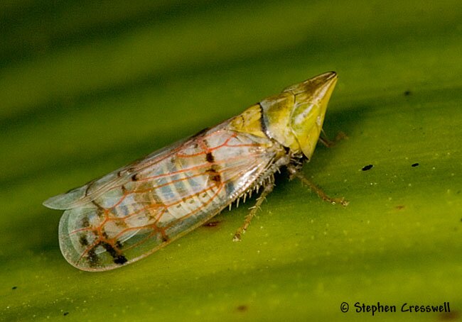 Japananus hyalinus, Japanese Maple Leafhopper, Lateral