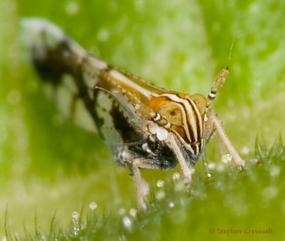 Liburniella ornata, Planthopper face