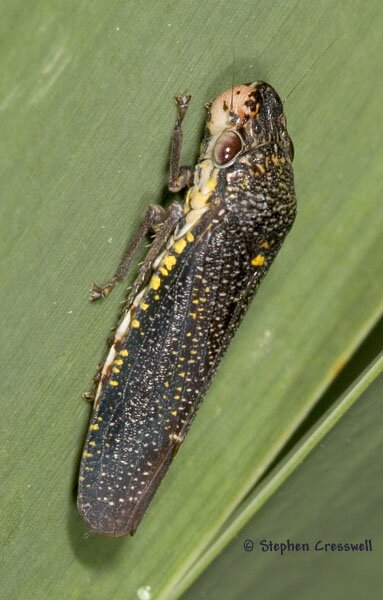 Speckled Sharpshooter, Paraulacizes irrorata, lateral photo