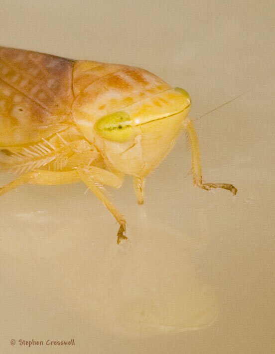 Platymetopius vittelinus, Leafhopper,