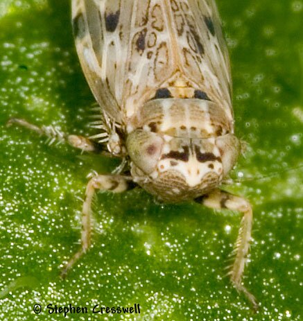 Polyamia interrupta, Leafhopper, face