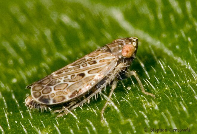 Polyamia interrupta, Leafhopper, lateral photo