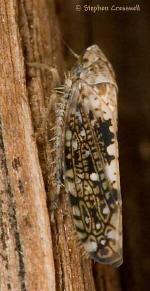 Prescottia lobata, Leafhopper, lateral view