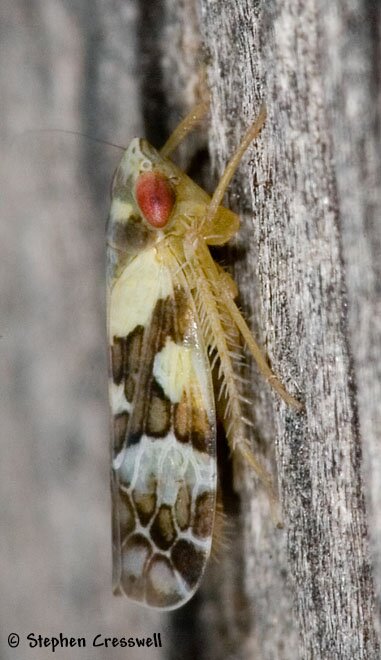 Sanctanus sanctus, Leafhopper, Lateral photo