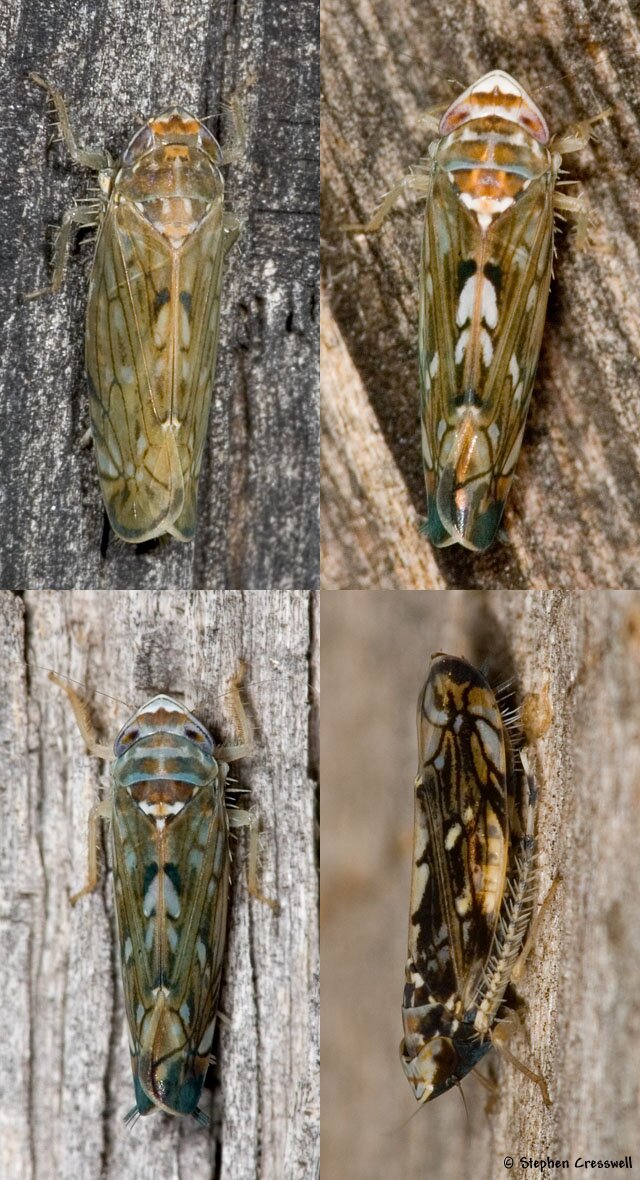 Scaphoideus sp., Leafhopper, four examples